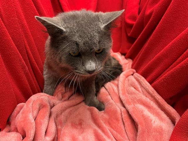 A1258288 - Domestic Medium Hair available for adoption