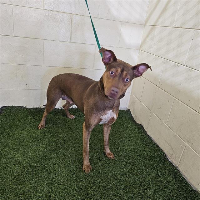 SASHA - Catahoula Leopard Dog available for adoption