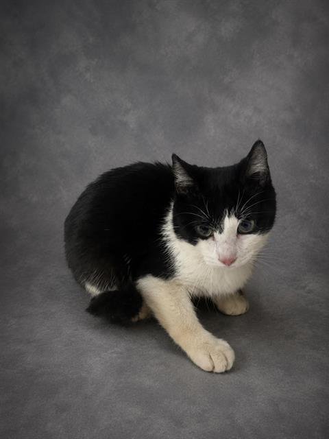 FIZZY - Domestic Short Hair for adoption in Lakeland