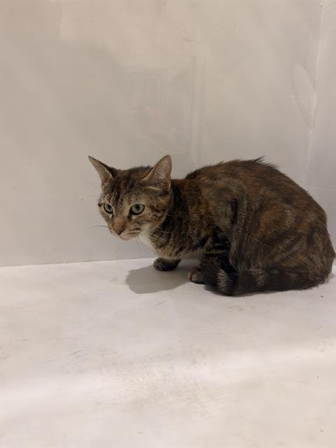 BRANDY - Domestic Short Hair available for adoption