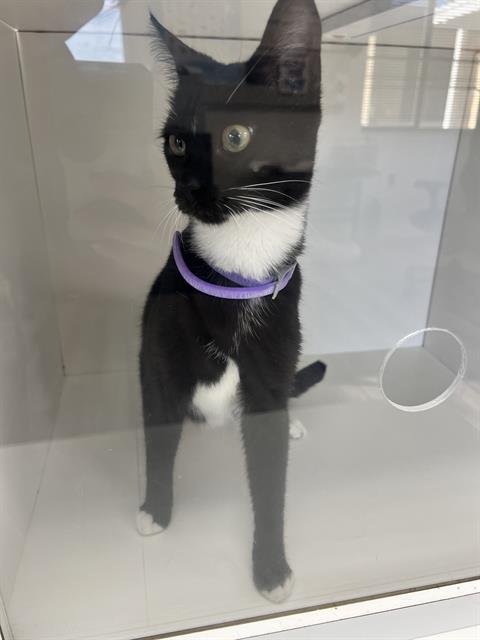 PINKY - Domestic Short Hair for adoption in Lakeland