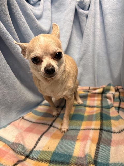 BEAN - Chihuahua available for adoption