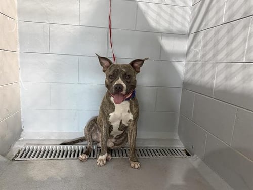 APOLLO - Bulldog available for adoption