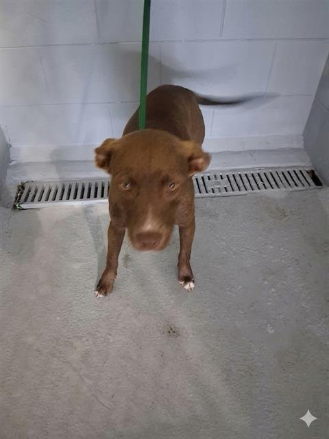 LADYBUG - Labrador Retriever available for adoption