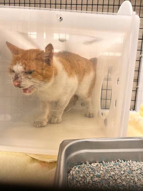 A1257726 - Domestic Short Hair available for adoption