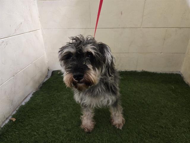 HARRY - Miniature Schnauzer available for adoption