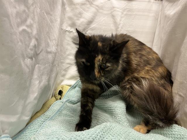 HENNA - Domestic Long Hair available for adoption