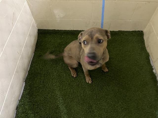 COOP - Bulldog available for adoption