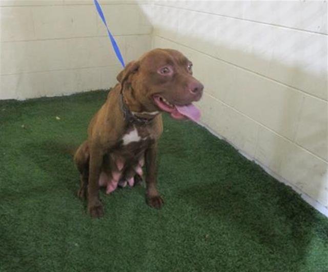 COCO - Bulldog available for adoption