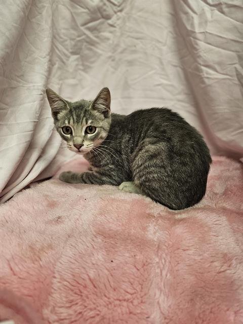 FIZZ - Domestic Short Hair available for adoption