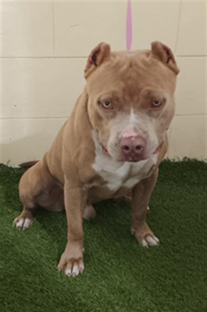 JAKE - Bulldog available for adoption