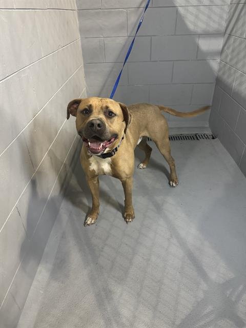 ASHER - Bulldog available for adoption