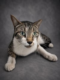 MR. GREEN - Photo 1