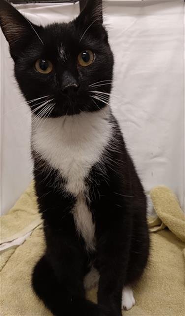 JULIAN - Domestic Short Hair available for adoption