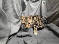 BUTTERSCOTCH - Photo 1