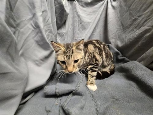 BUTTERSCOTCH - Domestic Short Hair available for adoption