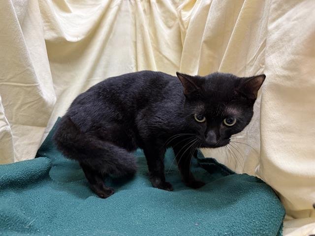 CRYPTO - Domestic Short Hair available for adoption