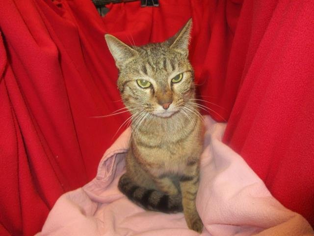 A1258770 - Domestic Short Hair available for adoption