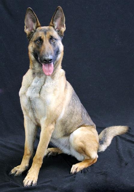 EEVEE - Belgian Shepherd Malinois available for adoption