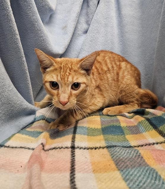 GIDEON - Domestic Short Hair available for adoption