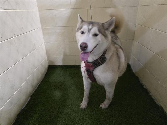 SADIE - Siberian Husky available for adoption