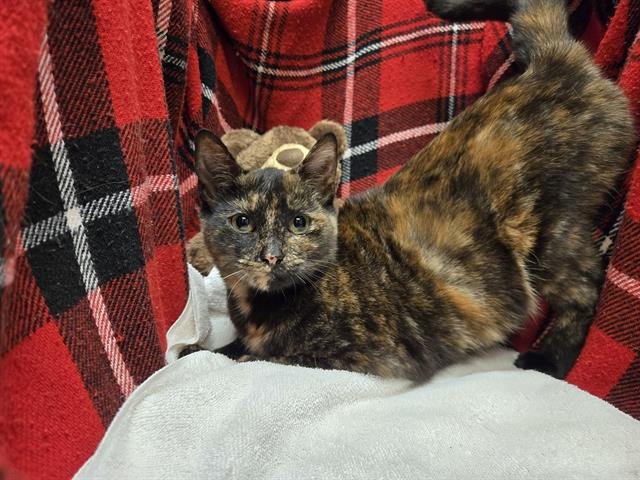 JUBILEE - Domestic Short Hair available for adoption