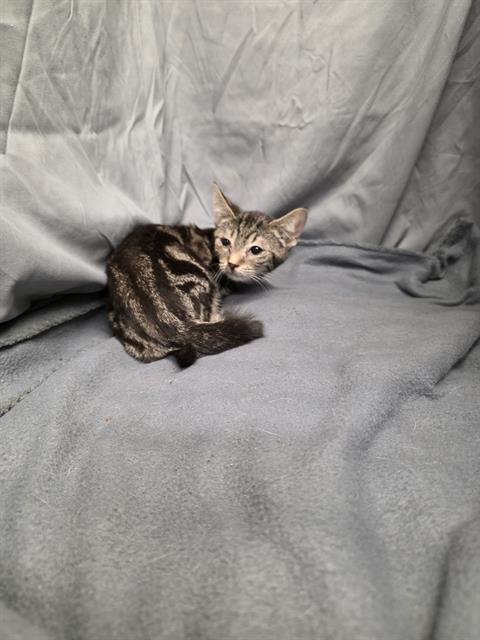 MERCURY - Domestic Short Hair available for adoption