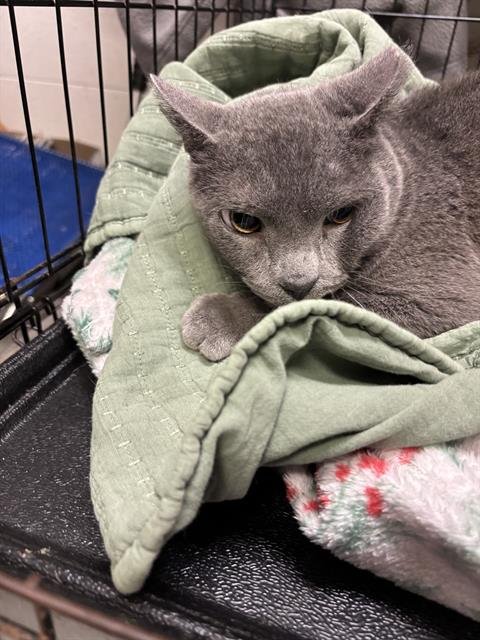 A1258956 - Domestic Short Hair available for adoption