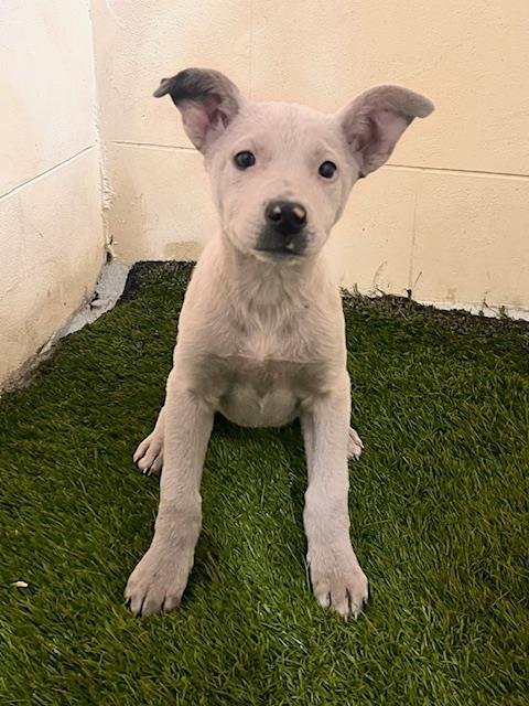 PEBBLES - Bulldog available for adoption