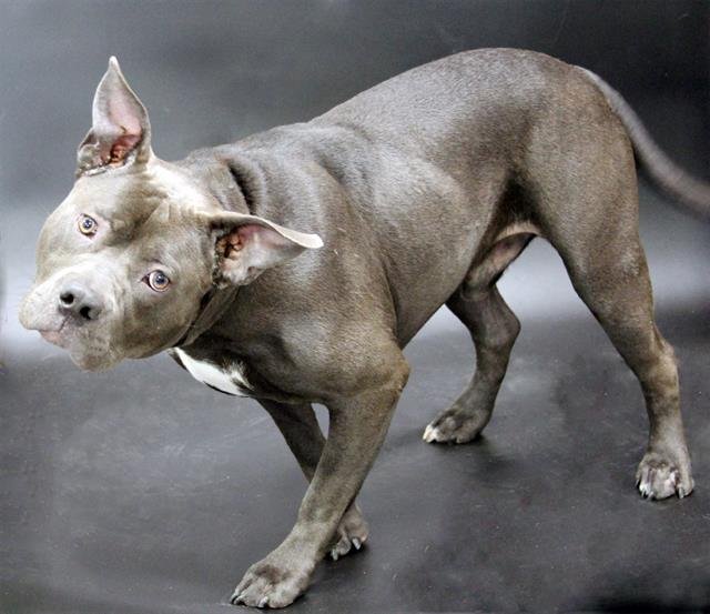 SKYLARK - Staffordshire Bull Terrier available for adoption