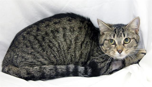 OLIVER - Domestic Short Hair available for adoption