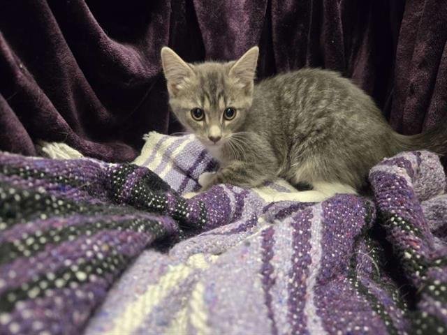 FRANKIE - Domestic Short Hair available for adoption