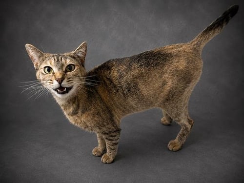 MATILDA - Domestic Short Hair available for adoption
