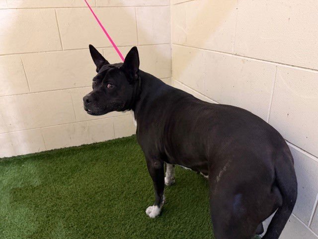 SHIRA - Bulldog / Silky Terrier available for adoption