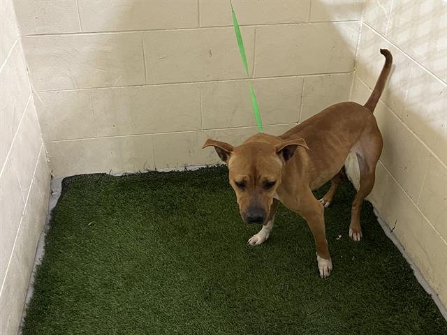 LILLY - Bulldog available for adoption