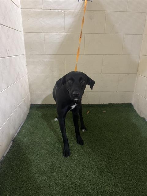 BRENNA - Labrador Retriever available for adoption