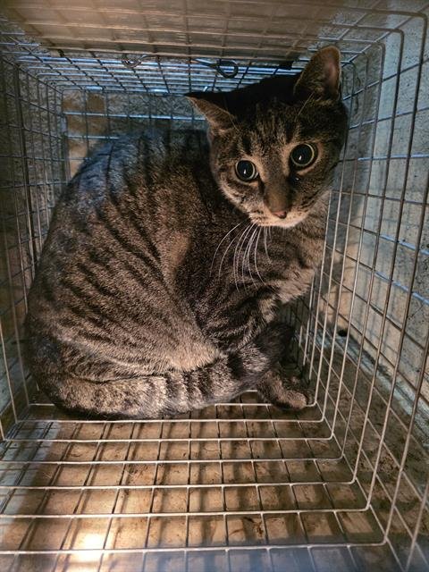 A1255070 - Domestic Short Hair available for adoption