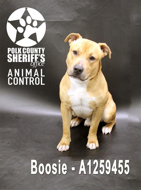 BOOSIE - Bulldog available for adoption