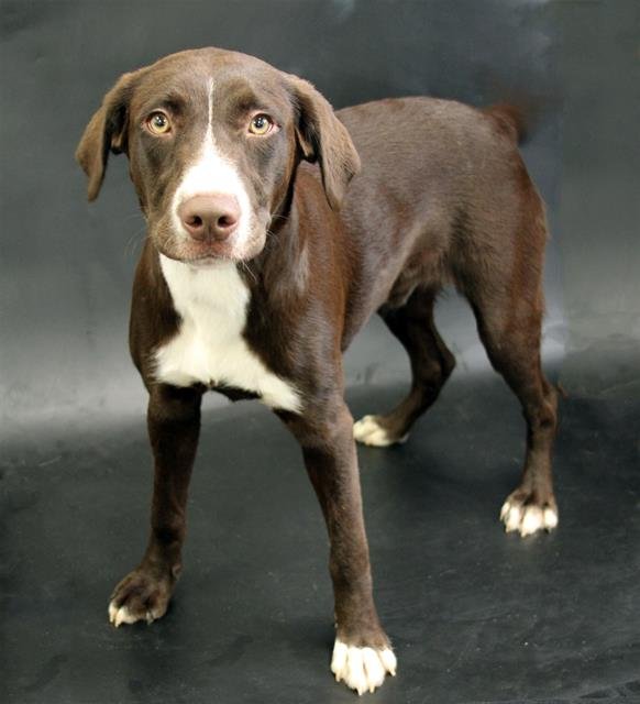 WHIRLY - Labrador Retriever available for adoption