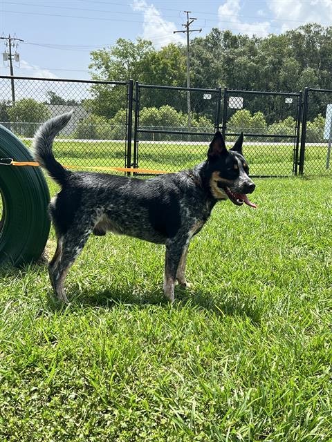A1273973 - Australian Cattle Dog/Blue Heeler available for adoption