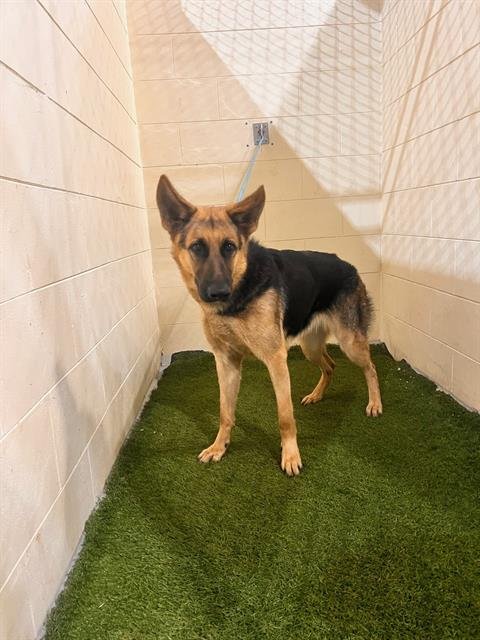 ATHENA - German Shepherd Dog available for adoption