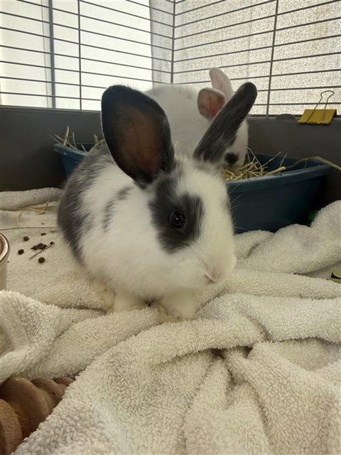 FRESNO NIGHTHOPPER - Shorthaired Rabbit available for adoption
