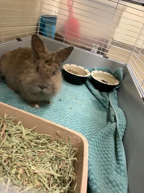 DAISY DUKE - Longhaired Rabbit available for adoption