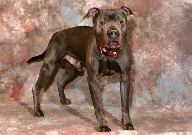 FRIAR - Pit Bull Terrier available for adoption