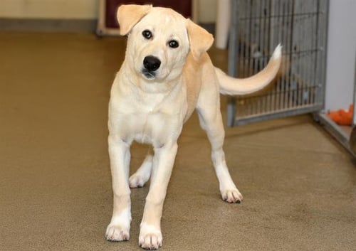 A124062 - Labrador Retriever available for adoption