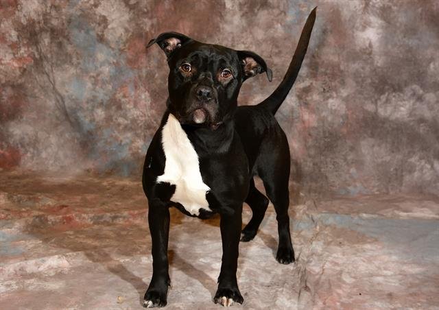 TOGA - Pit Bull Terrier available for adoption