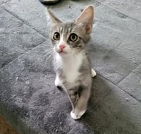 FRODO - Photo 1