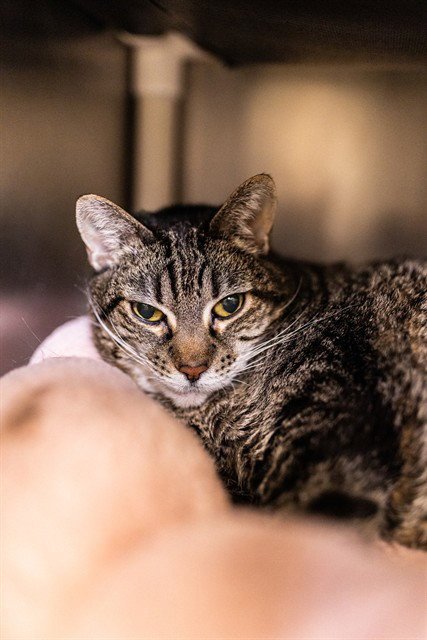 BERTHA LA MEW - Domestic Short Hair available for adoption