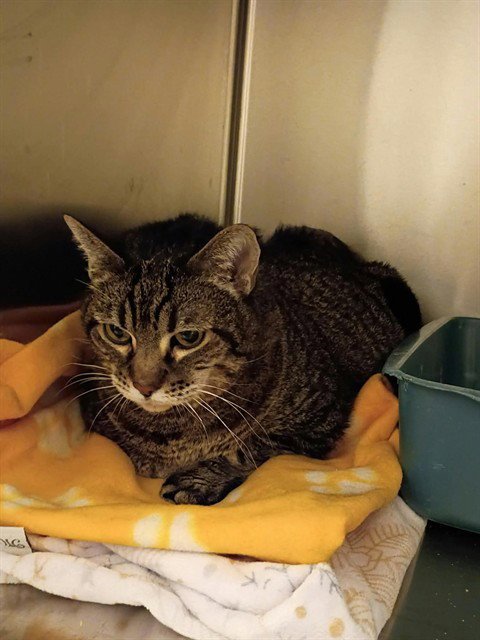 BERTHA LA MEW - Domestic Short Hair available for adoption