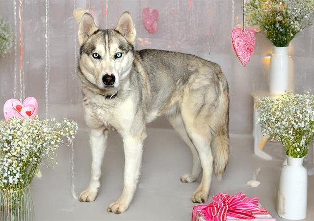 WHATCHAMACALLIT - Siberian Husky available for adoption